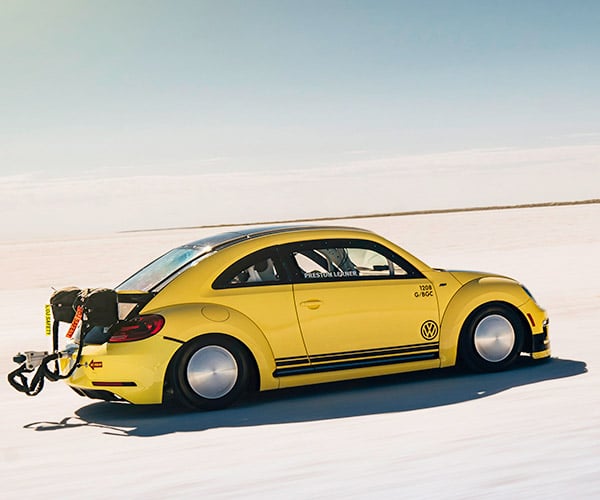 World's Fastest Beetle Does 205 mph