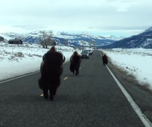 Video: This Bison Just Straight up Hates Cars